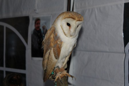 Tyto de Europese kerkuil