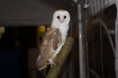 /album/onze-uilen/a12562673-1002321759826063-185596380-o-jpg/