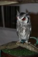 /album/onze-uilen/a12571429-1002322836492622-2104121974-n-jpg/
