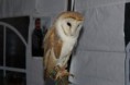 /album/onze-uilen/a12557801-1002323079825931-459571433-o-jpg/
