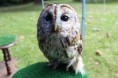 /album/onze-uilen/img-2358-jpg/