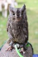 /album/onze-uilen/img-2361-jpg/