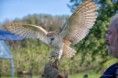 /album/fotogalerij-uilen-bloesemwandeling/frolo-jpg2/