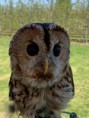 /album/fotogalerij-uilen-bloesemwandeling/a57306032-285520185717317-3963845770112663552-n-jpg/