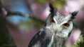 /album/fotogalerij-uilen-bloesemwandeling/a57377394-666188307135554-483288837045354496-n-jpg/