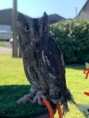 /album/fotogalerij-uilen-bloesemwandeling/a57257106-2453254061627435-2735878082899476480-n-jpg/