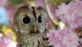 /album/fotogalerij-uilen-bloesemwandeling/a57578701-666188330468885-5315201567022907392-n-jpg/