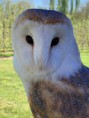 /album/fotogalerij-uilen-bloesemwandeling/a57978633-387624078740439-7291758848220594176-n-jpg/