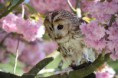 /album/fotogalerij-uilen-bloesemwandeling/a57909051-666188567135528-6673925771171463168-n-jpg/