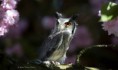 /album/fotogalerij-uilen-bloesemwandeling/a57882604-666188470468871-6891385321192161280-n-jpg/
