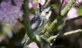 /album/fotogalerij-uilen-bloesemwandeling/a57599674-666188493802202-7366943749680660480-n-jpg/