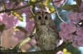 /album/fotogalerij-uilen-bloesemwandeling/a57987813-666188420468876-4688351292035170304-n-jpg/